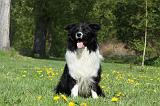 BORDER COLLIE 928
